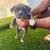 American bully pocker 13 thumbnail