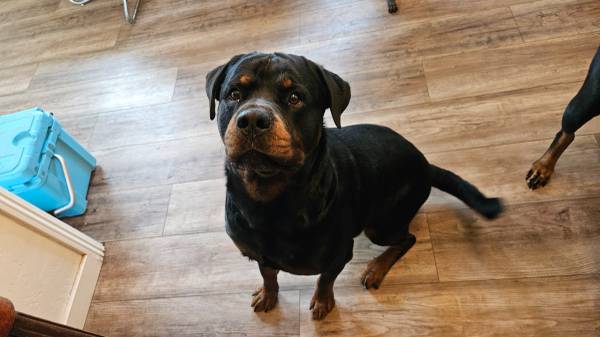 Purebred Rottweiler Puppies 8 Weeks Old Ready for Homes (santa rosa)63683395021315124