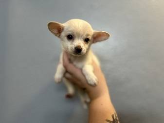 rehoming chihauhua!! (fremont / union city / newark)63659198054913120