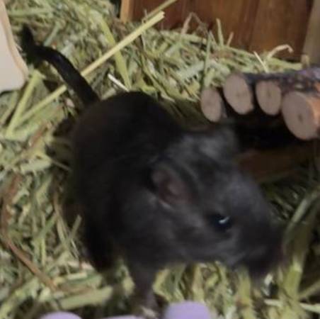 Gerbils for adoption 1