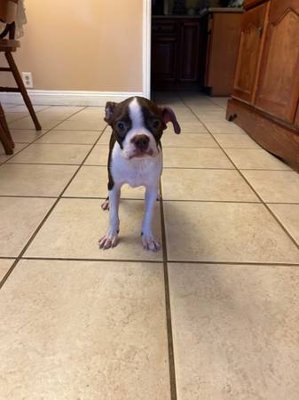 Boston Terrier63829610293633120