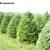 Premium Fraser Fir  and Douglas fir fresh cut Christmas trees 2 thumbnail