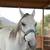 Aztek Dancing Horse 5 thumbnail