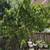 15 feet big tall Jubilee Fruit Trees Plant 1 thumbnail