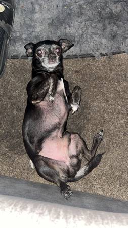 Llévate a dos perros, un Chihuahua y un terrier Chihuahua, ambos relacionados (San Diego)63955993506563120