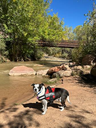 6 year old mixed breed free to very good home (Washington)64189201604481123
