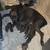 Cane Corso puppies 2 thumbnail