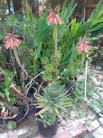 Potted Plants - $15 (Temple City)63471141574787124