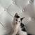 Kitten/kittens 4 thumbnail