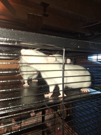 Rats 1
