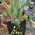 Large succulents great for any entry 3 thumbnail