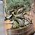 Bonsai Japanese Book large Coffee Table Limited Edition Vintage zboxed 2 thumbnail