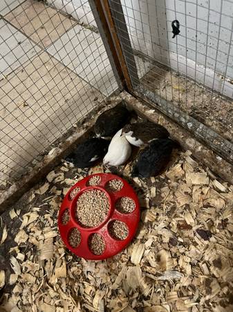Button quail (Denver)63921243408514121
