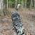 2 broad breasted bronze hens 2 thumbnail