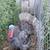 Turkey pair 2 thumbnail