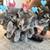 cat. / kittens 1 thumbnail