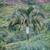 Malagasy Palms ///// DYPSIS (Chrysalidocarpus) species 1 thumbnail