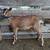 Mini Alpine Goats - Bred Yearling Does 1 thumbnail