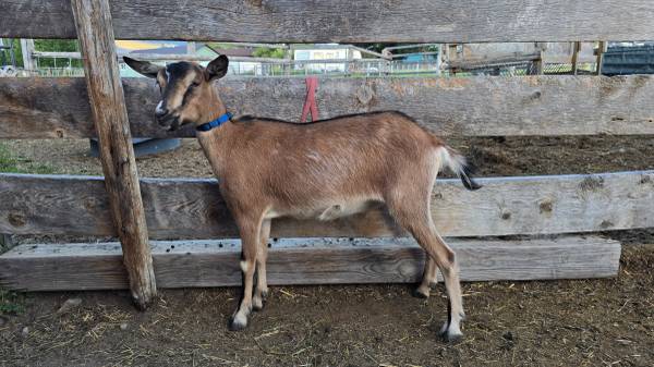 Mini Alpine Goats - Bred Yearling Does 1