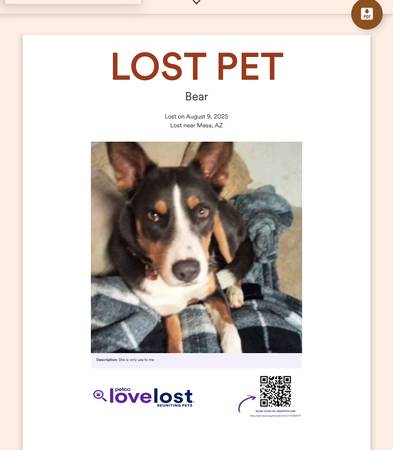 Lost my dog please help her return home (East Mesa)63611937518467120