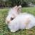 Bunnies 1 thumbnail