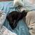 Looking to rehome my cat ~ cosmo 2 thumbnail