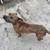 1 year old American bulldog 2 thumbnail