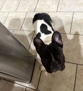 Fullygreat pups bulldogs 1