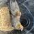 Chickens 2.5 Month Old Hens Olive Eggers  Coop Ready  Green Egg Layers 1 thumbnail