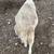White dorper ram 5 thumbnail