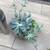 Succulents in 2 pretty stone pots 5 thumbnail