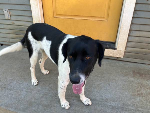 2 dogs, fixed females63916333979395121