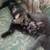 Tortoise shell female kitten 2 thumbnail