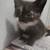 Rare Blue-Eyed Kitten 2 thumbnail