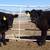 Just brought in 13 Yearling Bulls - All from our finest! 3 thumbnail
