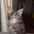 Maine coon kittens 8 thumbnail