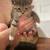 BEAUTIFUL BABY KITTENS 2 thumbnail