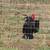 Australorp laying hens 2 thumbnail