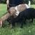 Mini Nubians 1 thumbnail