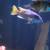 Cichlids 1 thumbnail