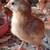 Pullet Chicks and juvenile pullets. Several breeds 3 thumbnail