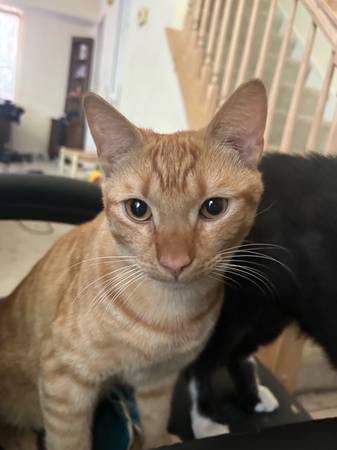 FREE 6 month old orange tabby kitten (Cleveland)63686605083267120