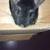Chinchillas 4 thumbnail