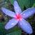 Plumeria Exotic 2 thumbnail