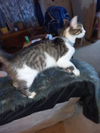 Gato macho joven (Macclesfield)64210261665155121