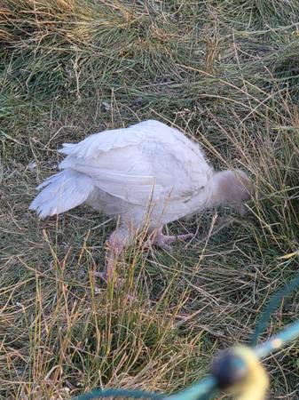Broad Breasted poults - $30 (Yelm wa)63471370645123121