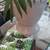 Healthy plant in a large pot 2 thumbnail