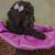 Black Standard Poodles 2 thumbnail