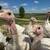 Turkeys - Classic Mini turkeys 10 weeks old 2 thumbnail