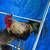 4 month Rooster 3 thumbnail